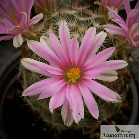 Mammillaria boolii
