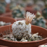 Mammillaria lasiacantha