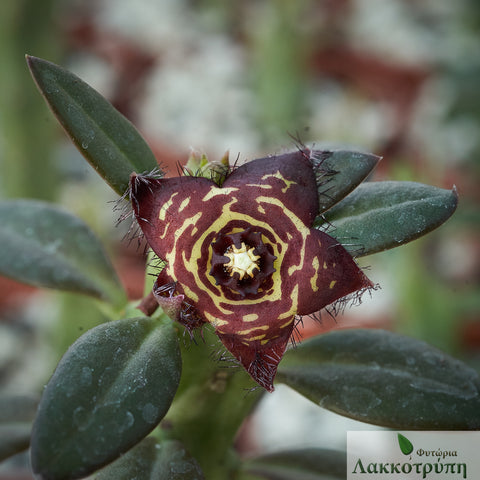 Frerea indica