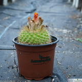 Parodia microsperm