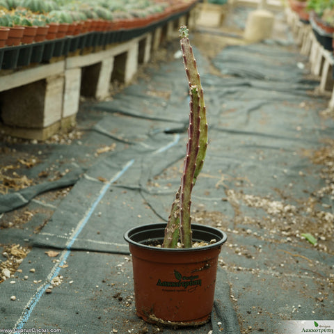 Cereus spegazzinii