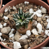 Ariocarpus kotschoubeyanus