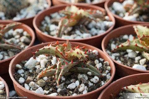 Aloe castilloniae