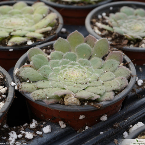 Aeonium tabularis