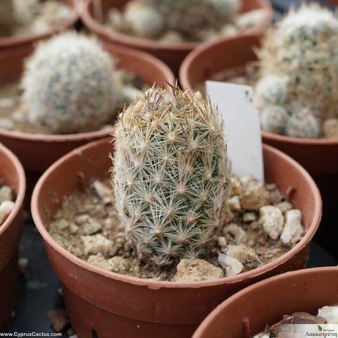 Escobaria sneedii