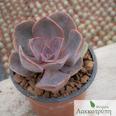 Echeveria perle von Nurnberg