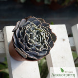 Echeveria shaviana