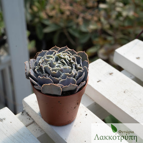 Echeveria shaviana