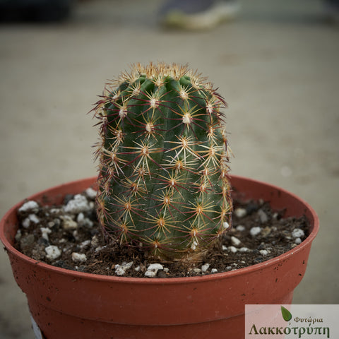 Echinocereus chloranthus cylindricus