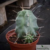 Echinocereus triglochidiatus