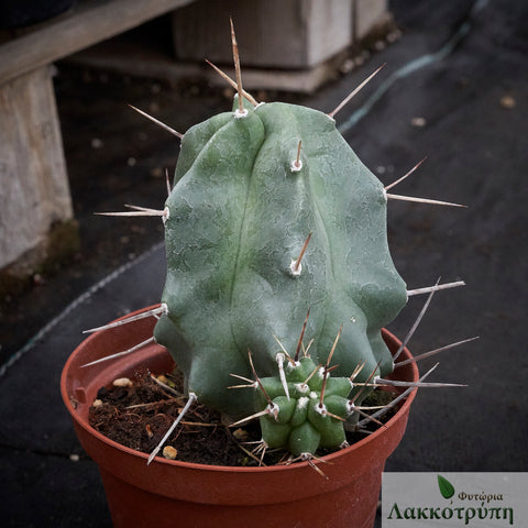 Echinocereus triglochidiatus