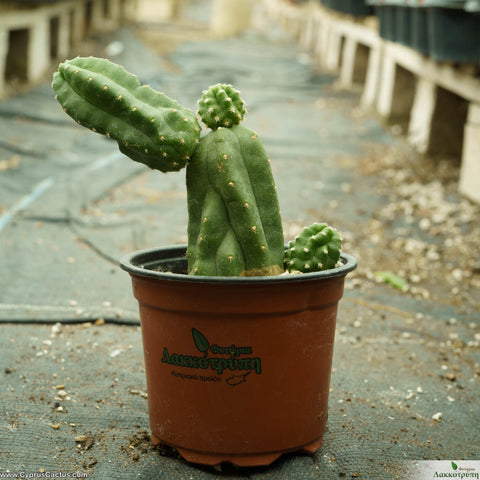 Echinocereus scheeri gentryi