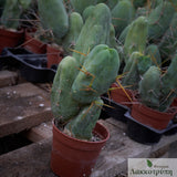 Echinopsis bridgesii mostruosa inermis