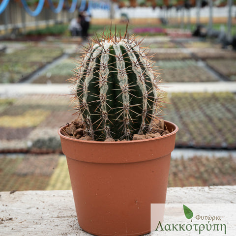 Echinopsis hakujo