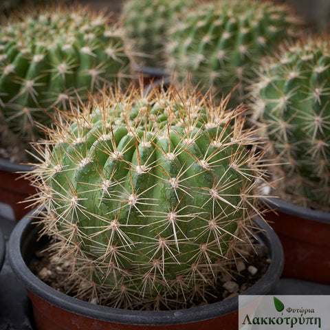 Echinopsis mamillosa