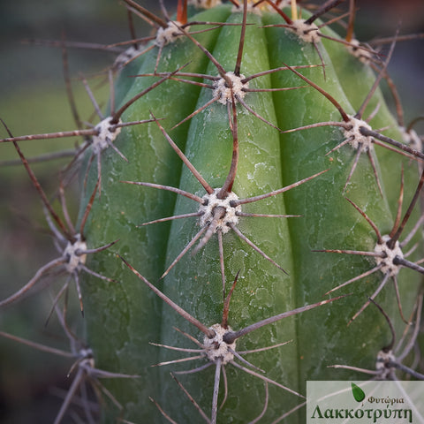Echinopsis tacaquirensis