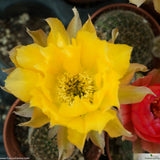 Echinopsis densispina