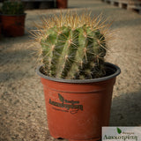 Eriosyce chilensis