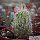 Escobaria sp.