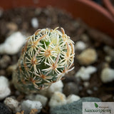 Escobaria minima