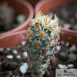 Escobaria minima