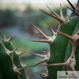 Euphorbia echinus