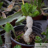 Euphorbia stellata
