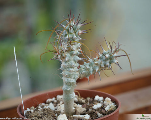 Euphorbia gottlebei