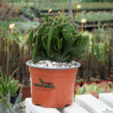 Euphorbia leucodendron cristata