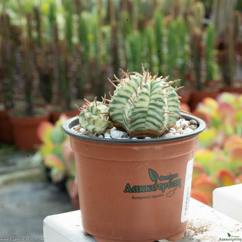Euphorbia meloformis f. variegated