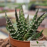 Haworthia papilosa