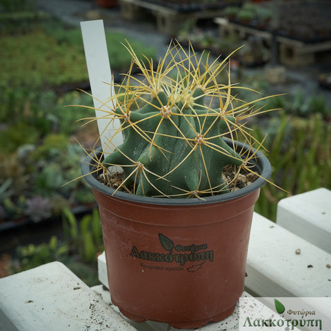 Ferocactus glaucescens