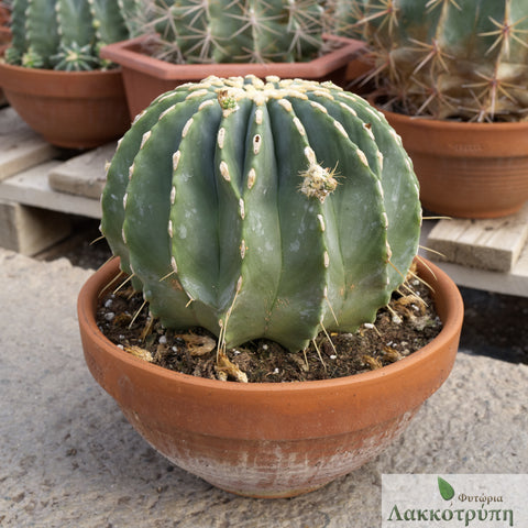 Ferocactus glaucescens inermis