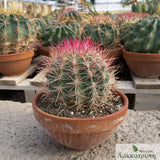 Ferocactus pilosus