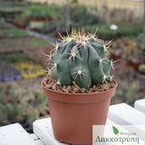 Ferocactus pottsii