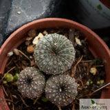 Frailea castanea