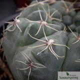 Gymnocalycium baldianum