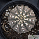 Gymnocalycium ragonesei