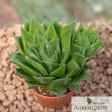 Haworthia herbacea
