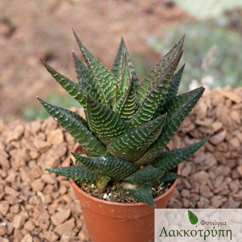 Haworthia limifolia