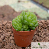 Haworthia obtusa