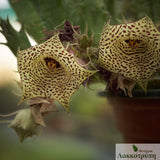 Huernia nova Mccoy