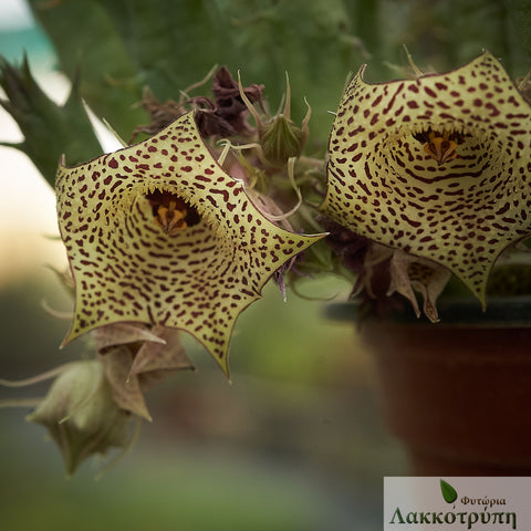 Huernia nova Mccoy