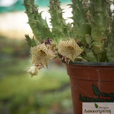 Huernia nova Mccoy