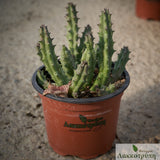 Huernia hislopii