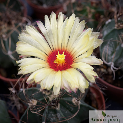 Astrophytum capricorne