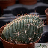Lobivia pentlandii cristata