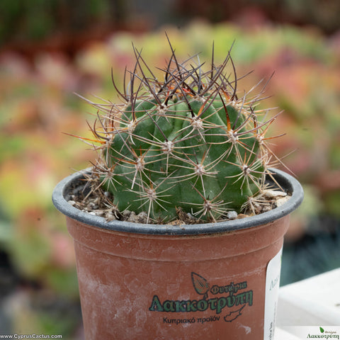 Lobivia rosarioana