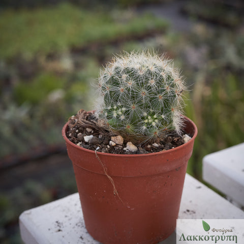 Mammillaria baumii