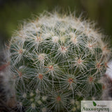 Mammillaria baumii